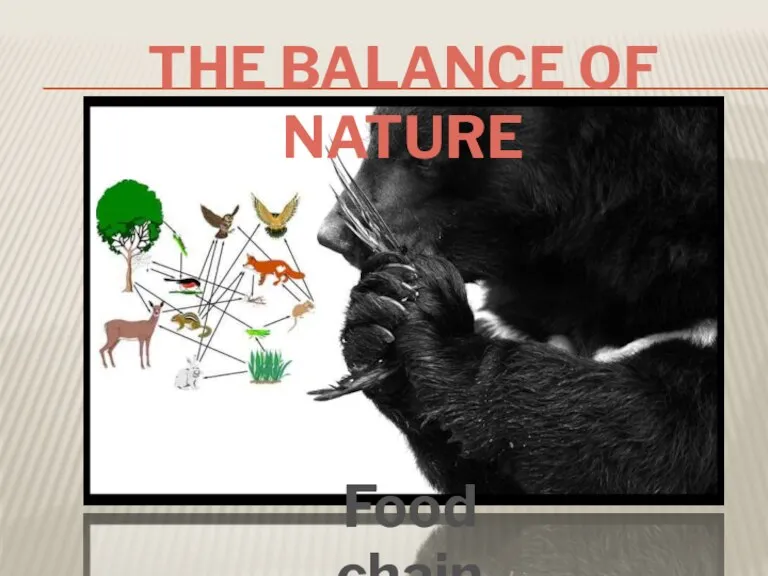 Food chain The balance of nature