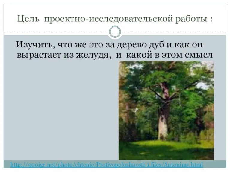 Цель проектно-исследовательской работы : Изучить, что же это за дерево дуб и
