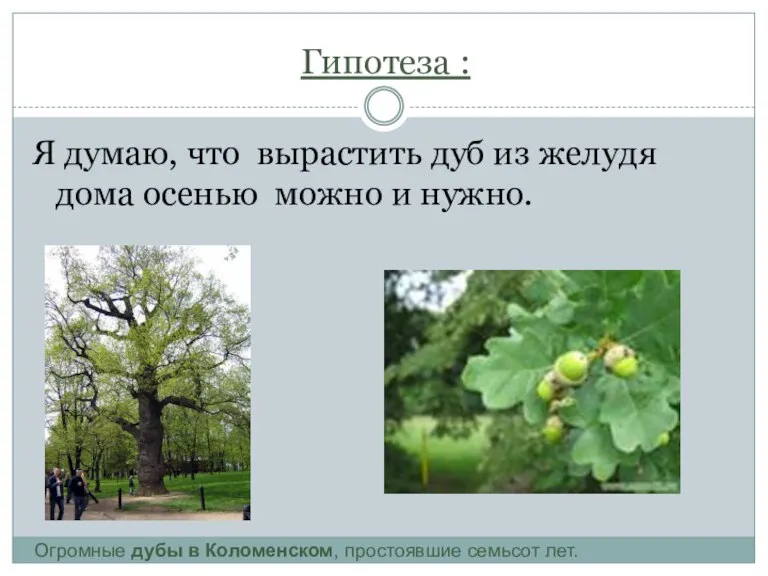 Гипотеза : Я думаю, что вырастить дуб из желудя дома осенью можно