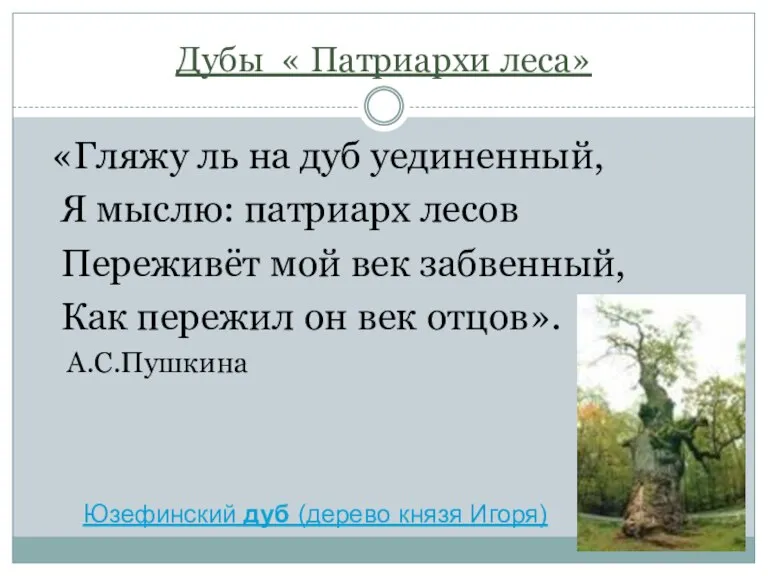 Дубы « Патриархи леса» «Гляжу ль на дуб уединенный, Я мыслю: патриарх