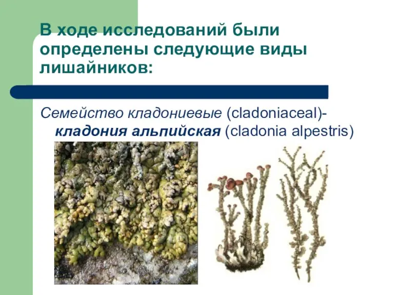 В ходе исследований были определены следующие виды лишайников: Семейство кладониевые (cladoniaceal)- кладония альпийская (cladonia alpestris)