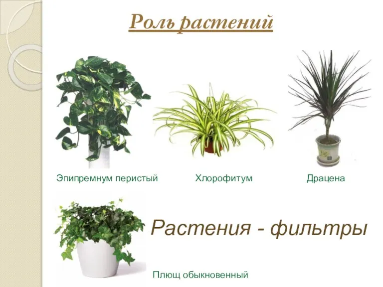 Роль растений Хлорофитум Эпипремнум перистый Драцена Плющ обыкновенный Растения - фильтры