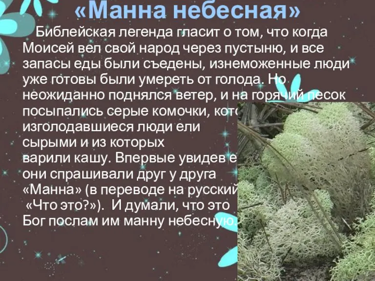 «Манна небесная» Библейская легенда гласит о том, что когда Моисей вел свой