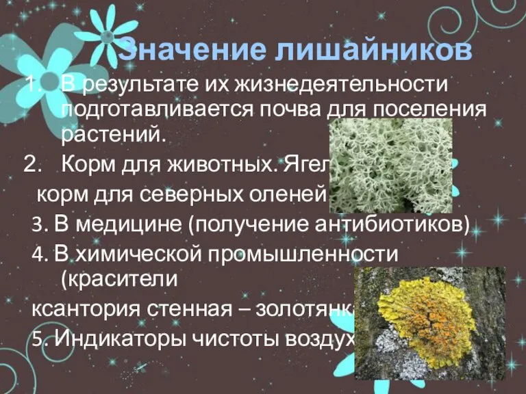 Значение лишайников В результате их жизнедеятельности подготавливается почва для поселения растений. Корм