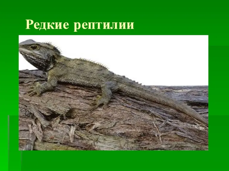 Редкие рептилии