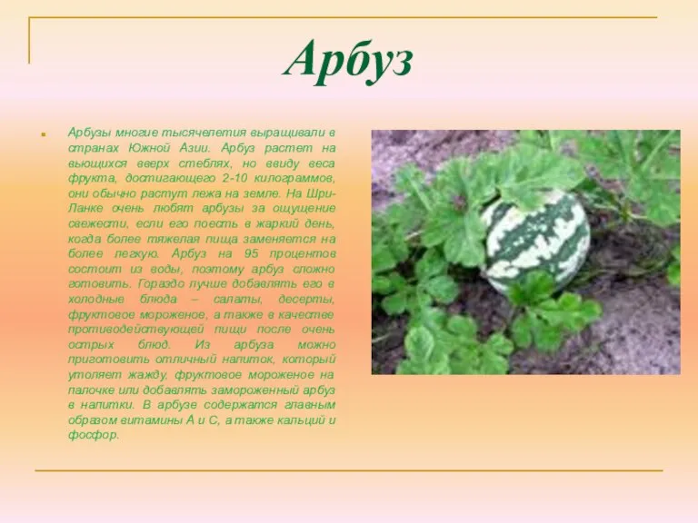 Арбуз Арбузы многие тысячелетия выращивали в странах Южной Азии. Арбуз растет на