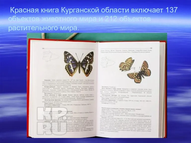 Красная книга Курганской области включает 137 объектов животного мира и 212 объектов растительного мира.
