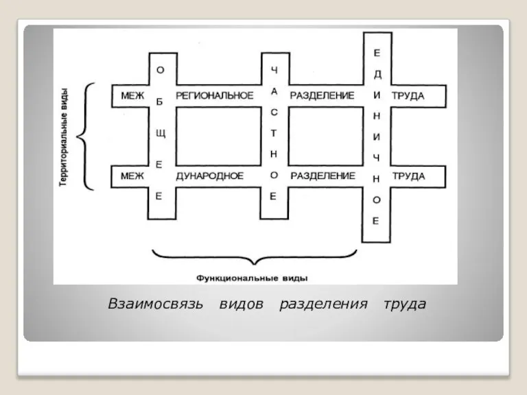 Взаимосвязь видов разделения труда