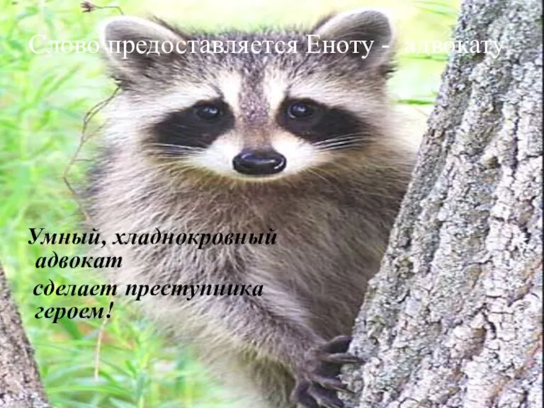 Слово предоставляется Еноту - адвокату Умный, хладнокровный адвокат сделает преступника героем!