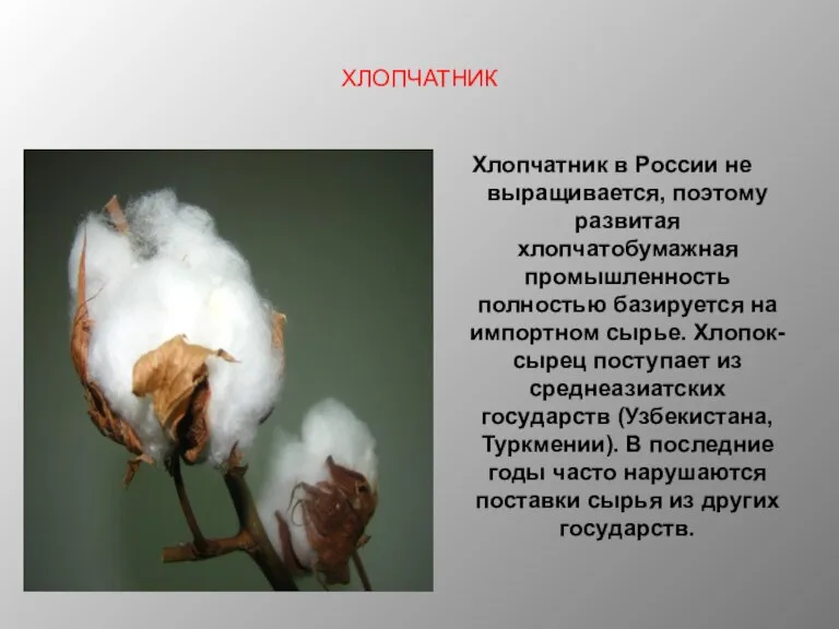 ХЛОПЧАТНИК Хлопчатник в России не выращивается, поэтому развитая хлопчатобумажная промышленность полностью базируется
