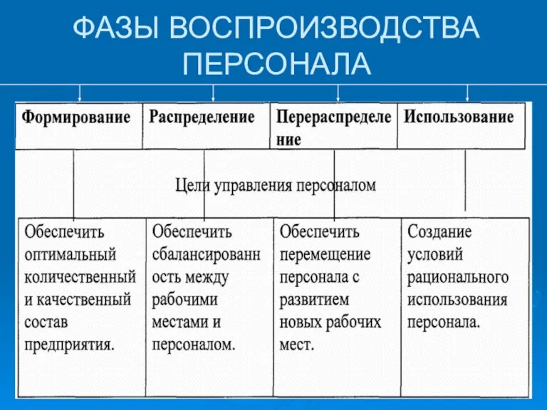 ФАЗЫ ВОСПРОИЗВОДСТВА ПЕРСОНАЛА