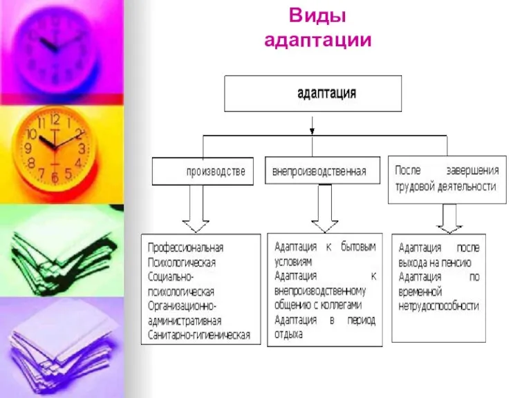 Виды адаптации