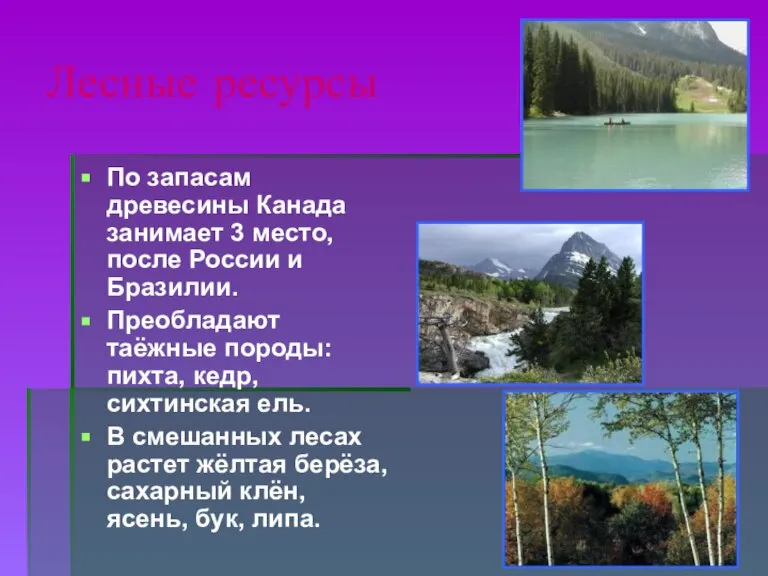 Лесные ресурсы По запасам древесины Канада занимает 3 место, после России и