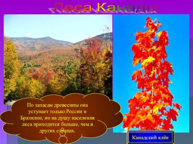 Леса Канады По запасам древесины она уступает только России и Бразилии, но