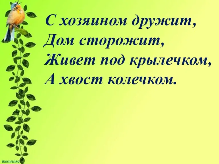 С хозяином дружит, Дом сторожит, Живет под крылечком, А хвост колечком.