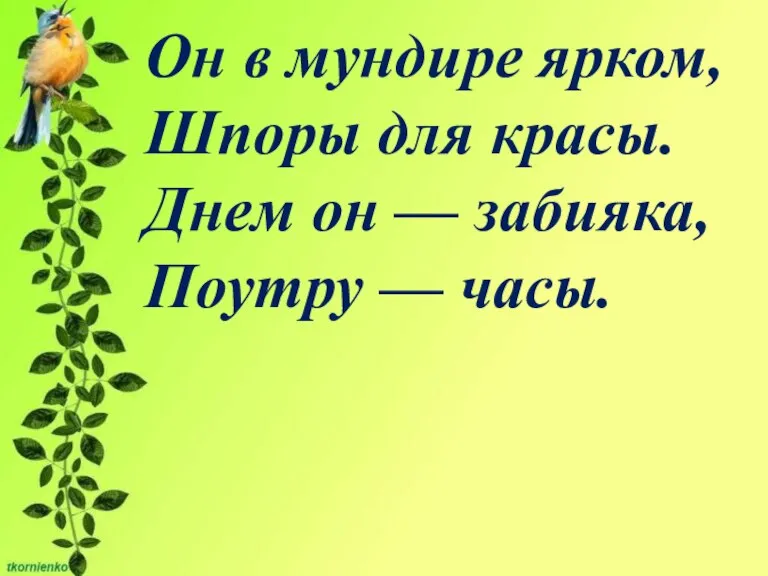 Он в мундире ярком, Шпоры для красы. Днем он — забияка, Поутру — часы.