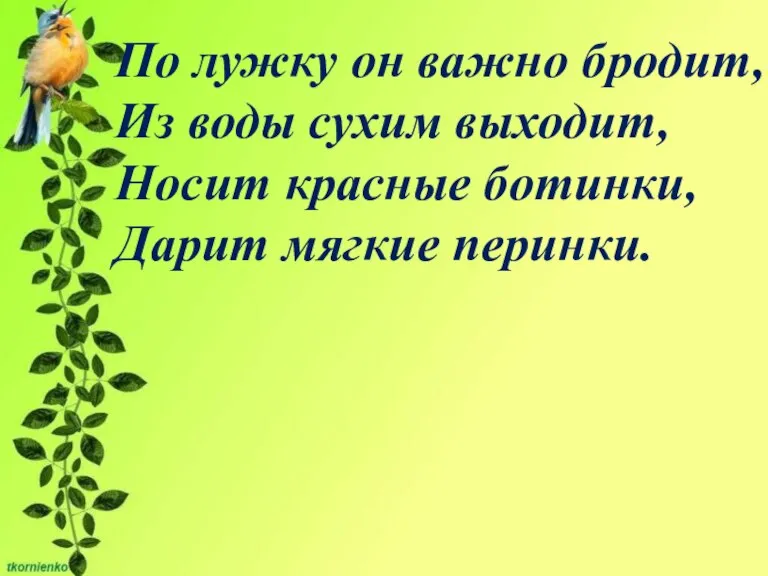 По лужку он важно бродит, Из воды сухим выходит, Носит красные ботинки, Дарит мягкие перинки.