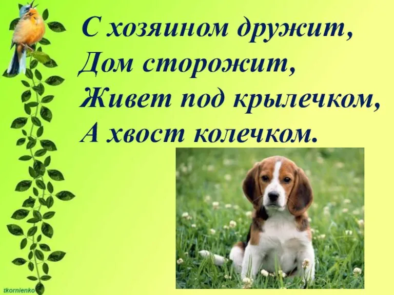 С хозяином дружит, Дом сторожит, Живет под крылечком, А хвост колечком.