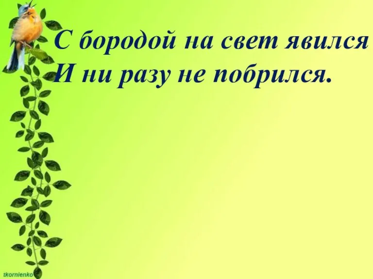 С бородой на свет явился И ни разу не побрился.