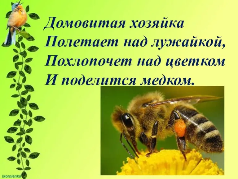 Домовитая хозяйка Полетает над лужайкой, Похлопочет над цветком И поделится медком.