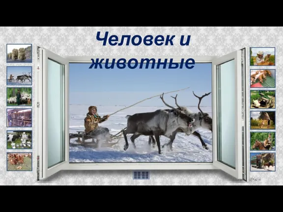 Человек и животные