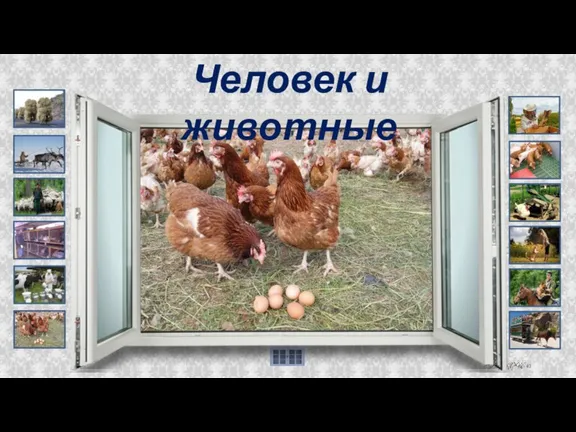 Человек и животные