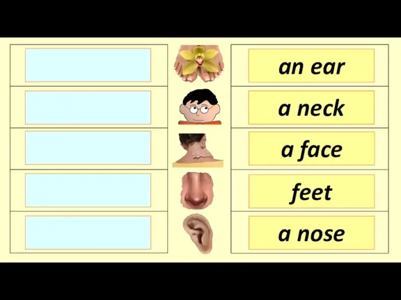 an ear a neck a face a nose feet