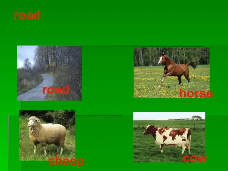 road road horse sheep cow