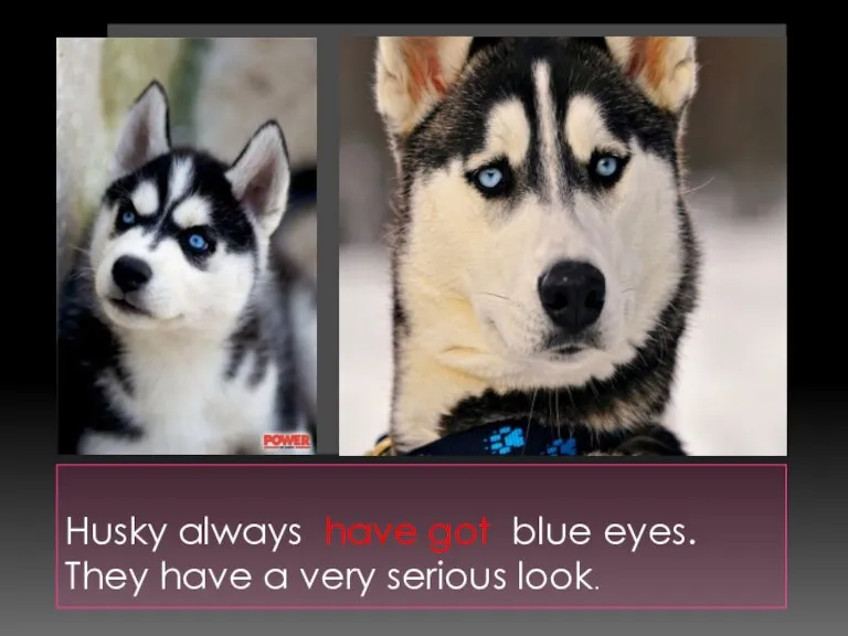 Husky always have got blue eyes. They have a very serious look.