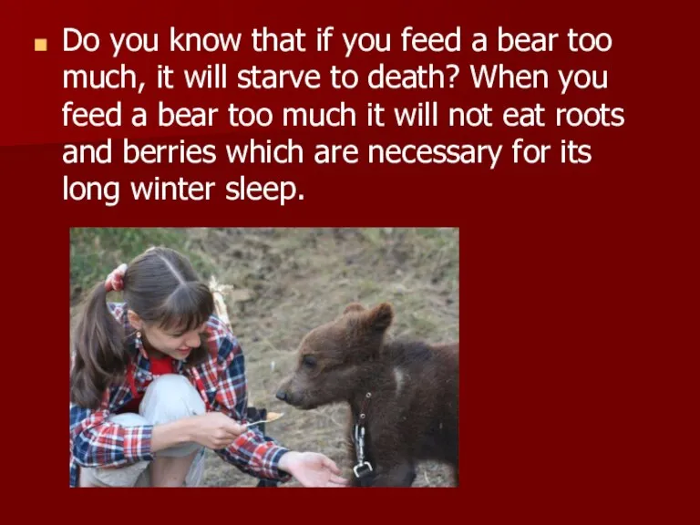 Do you know that if you feed a bear too much, it