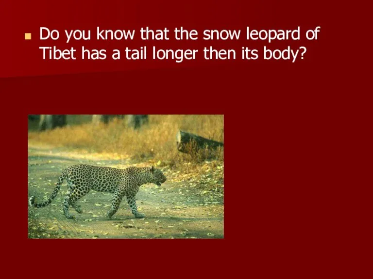 Do you know that the snow leopard of Tibet has a tail longer then its body?