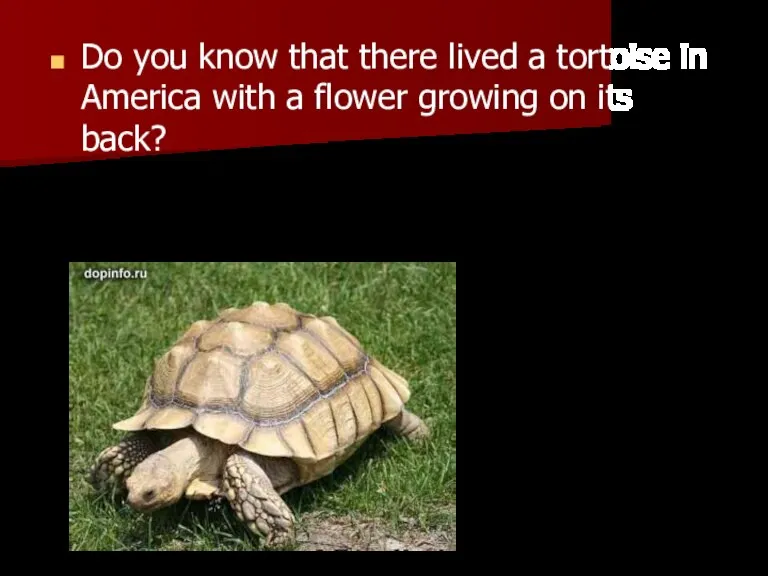 Do you know that there lived a tortoise in America with a