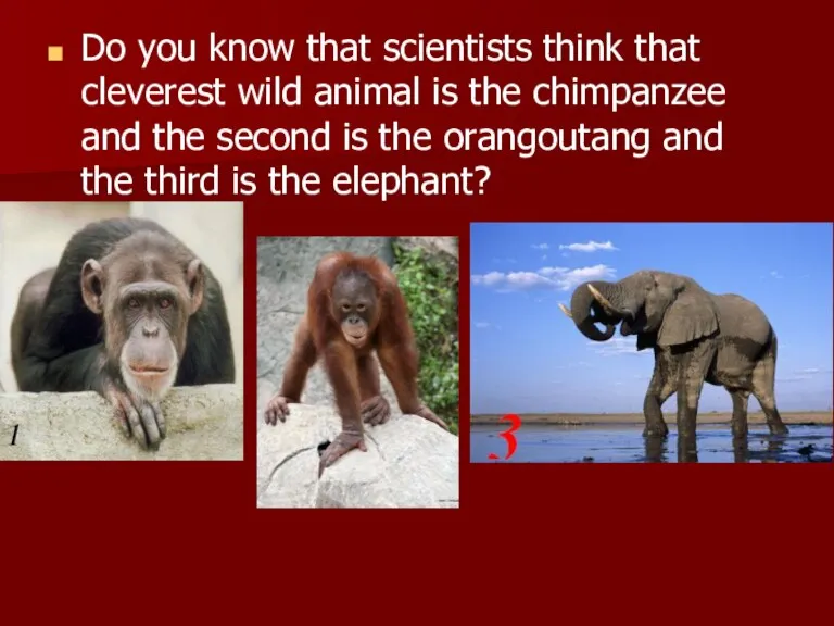 Do you know that scientists think that cleverest wild animal is the