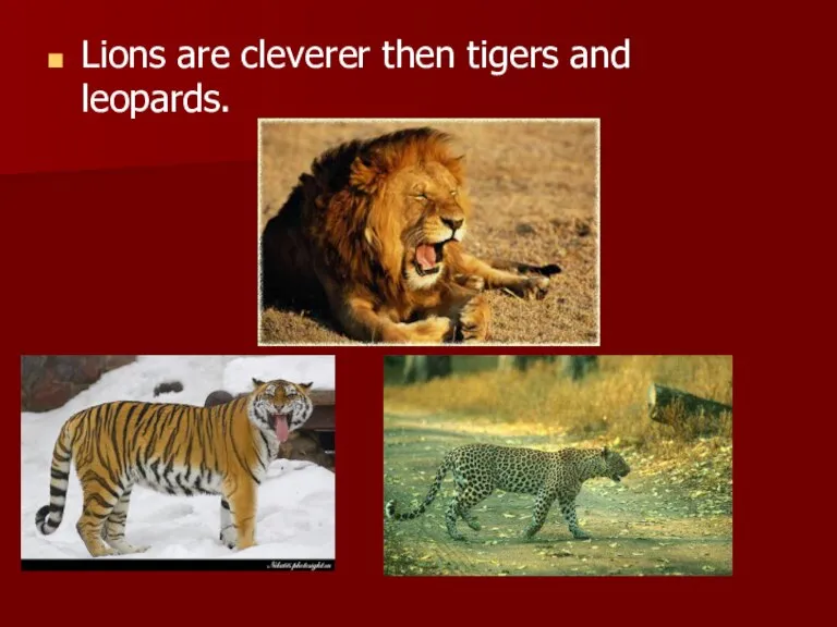 Lions are cleverer then tigers and leopards.