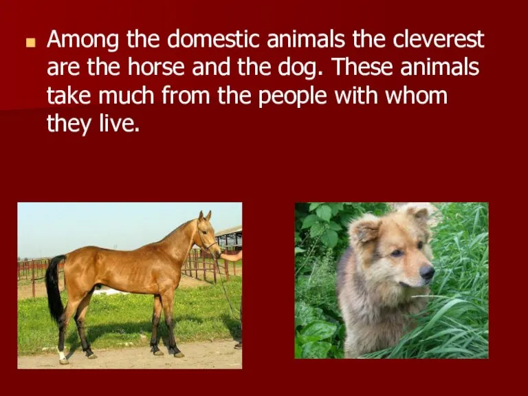 Among the domestic animals the cleverest are the horse and the dog.