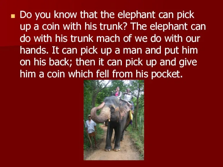 Do you know that the elephant can pick up a coin with