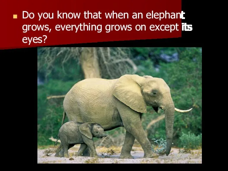 Do you know that when an elephant grows, everything grows on except its eyes?