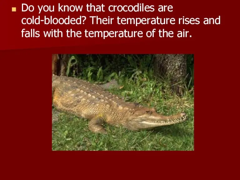 Do you know that crocodiles are cold-blooded? Their temperature rises and falls