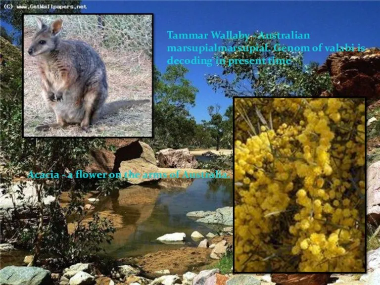 Tammar Wallaby - Australian marsupialmarsupial. Genom of valabi is decoding in present