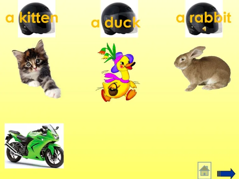 a kitten a duck a rabbit