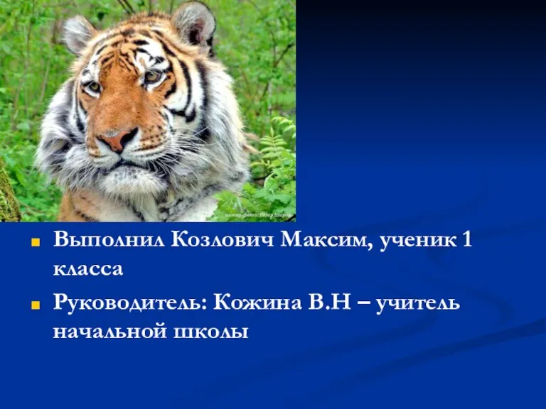 Выполнил Козлович Максим, ученик 1 класса Руководитель: Кожина В.Н – учитель начальной школы