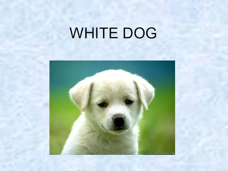 WHITE DOG