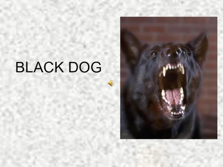 BLACK DOG