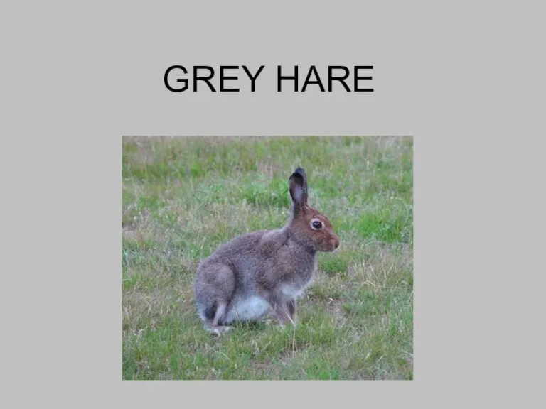 GREY HARE