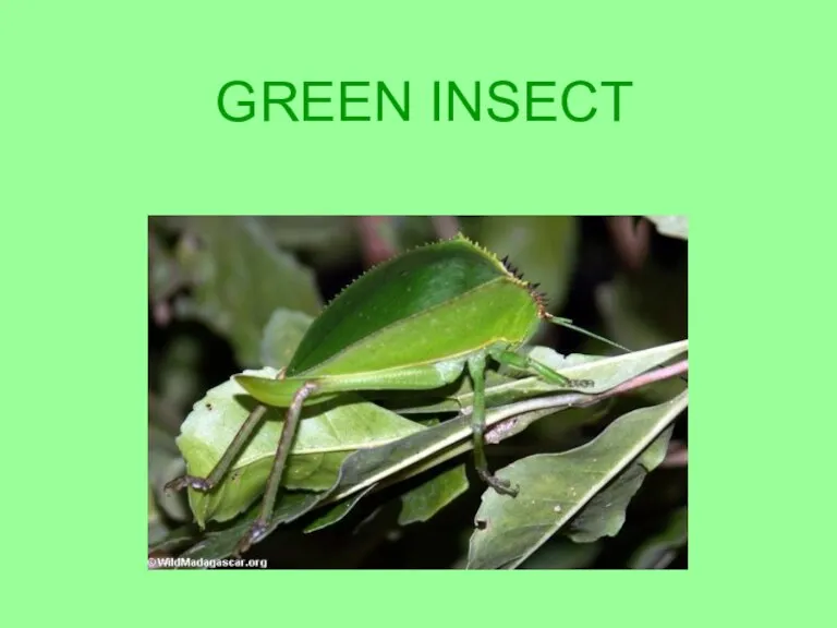 GREEN INSECT