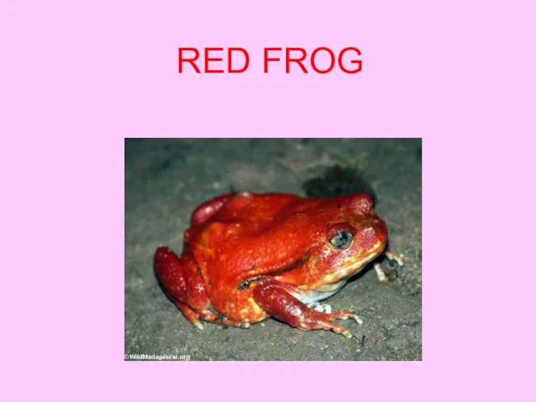 RED FROG