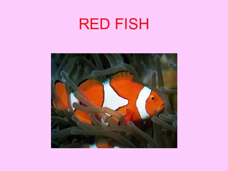 RED FISH