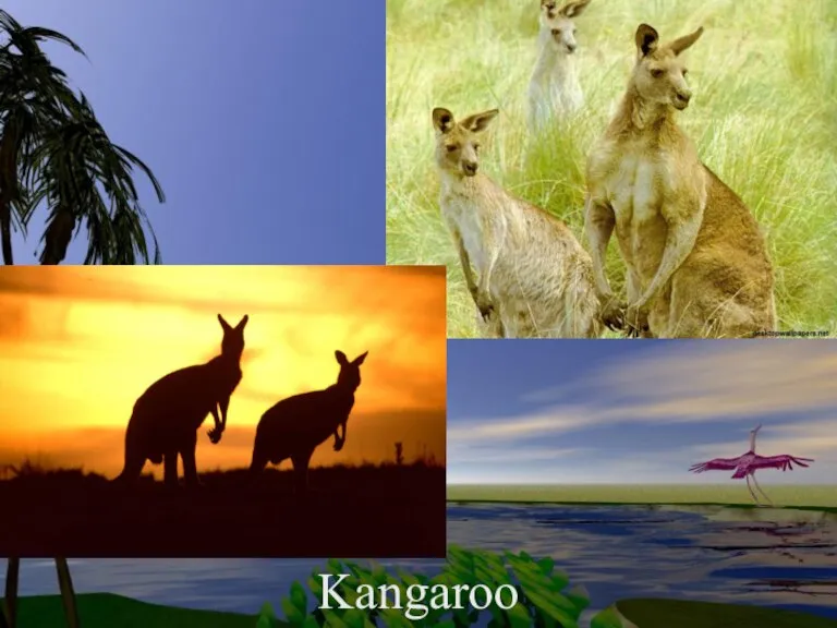 Kangaroo