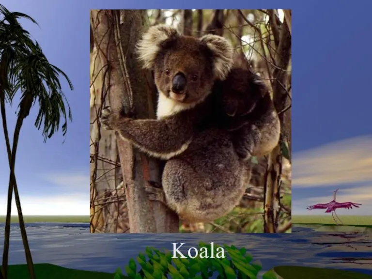 Koala