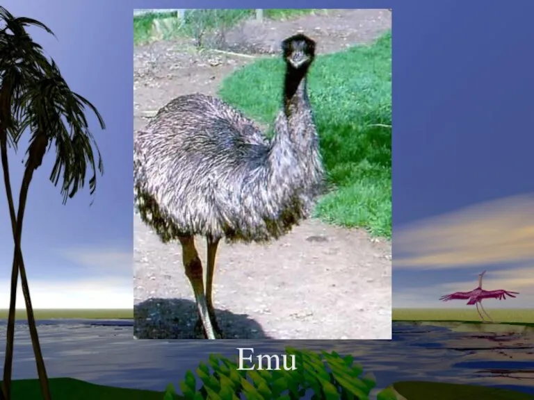 Emu